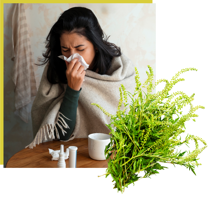 healthyvibe.ro-lp-ambrozie-1080x1080-1